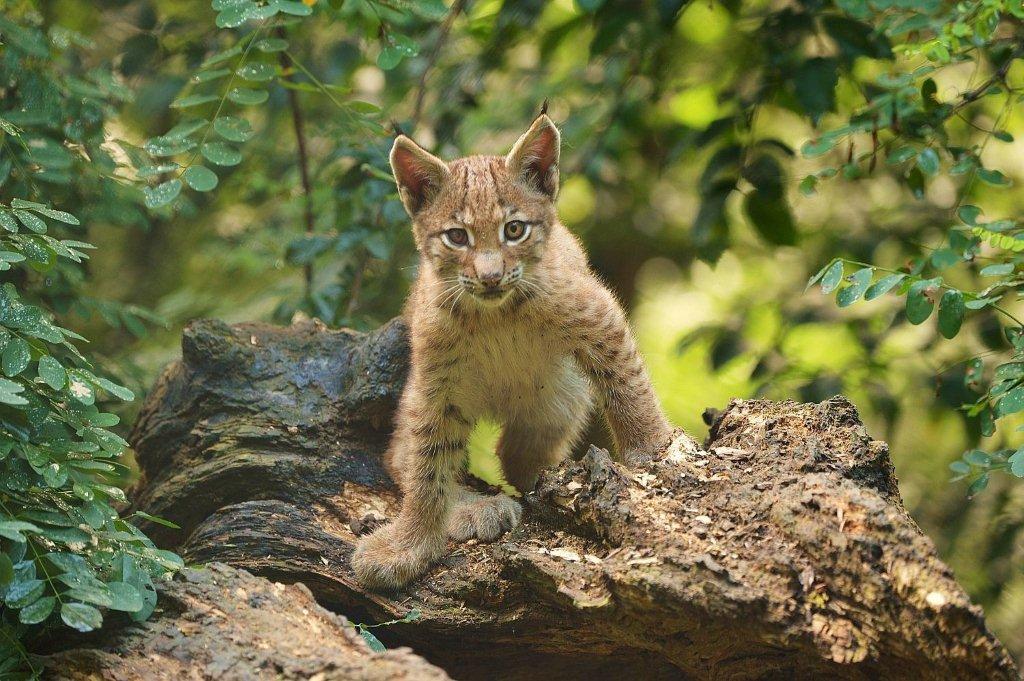 Europaischer Luchs Tierpark Stadt Haag