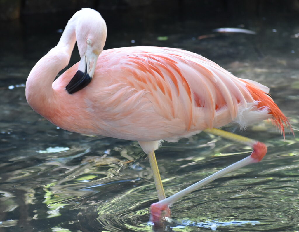 Firmenpatenschaft Pfanner für Flamingo