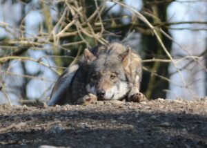 Wolf liegt auf der Lauer ©Tierpark Stadt Haag / Irene Höglinger