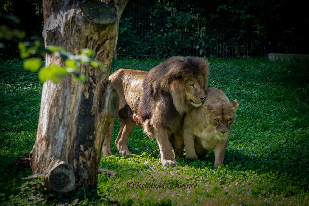 20220912_Zoo-Haag-©-Reinhold Schiemer_0026