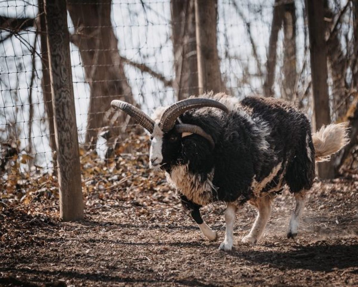 Vierhornschaf ©Raphael Wimmer