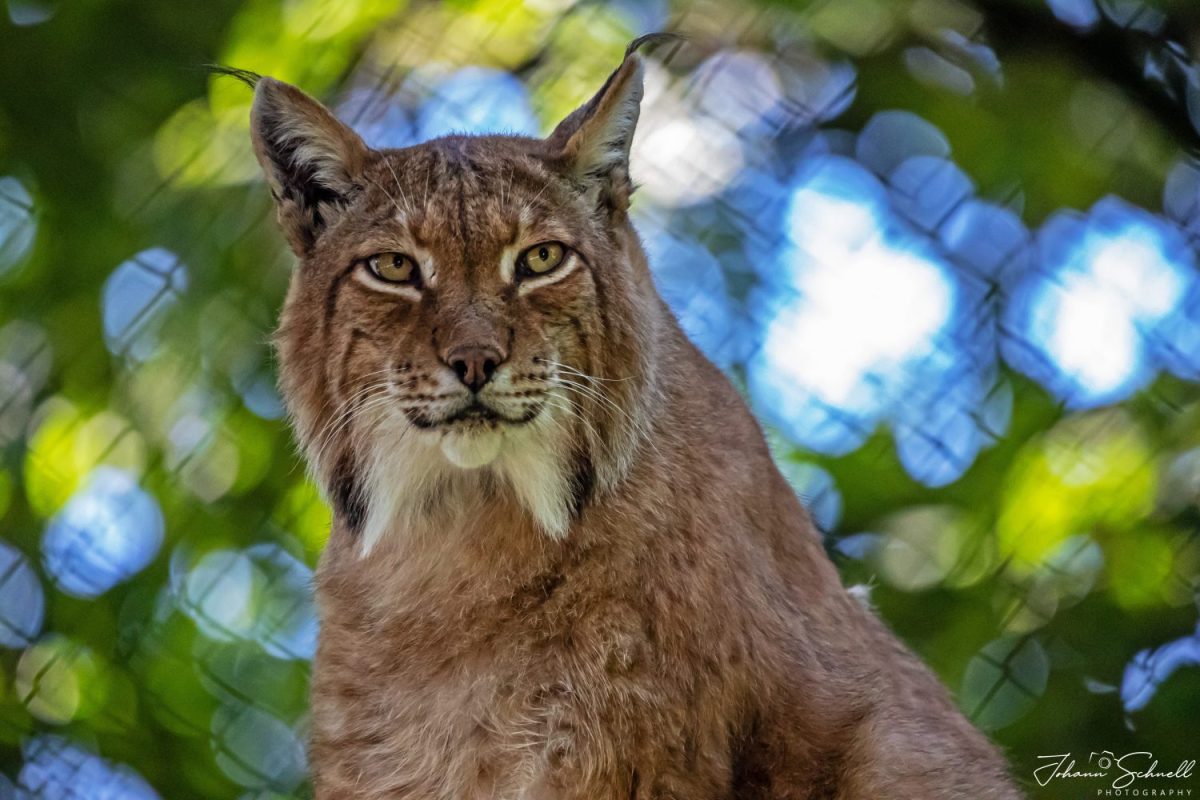 Rotluchs © Tierpark Stadt Haag / Johann Schnell