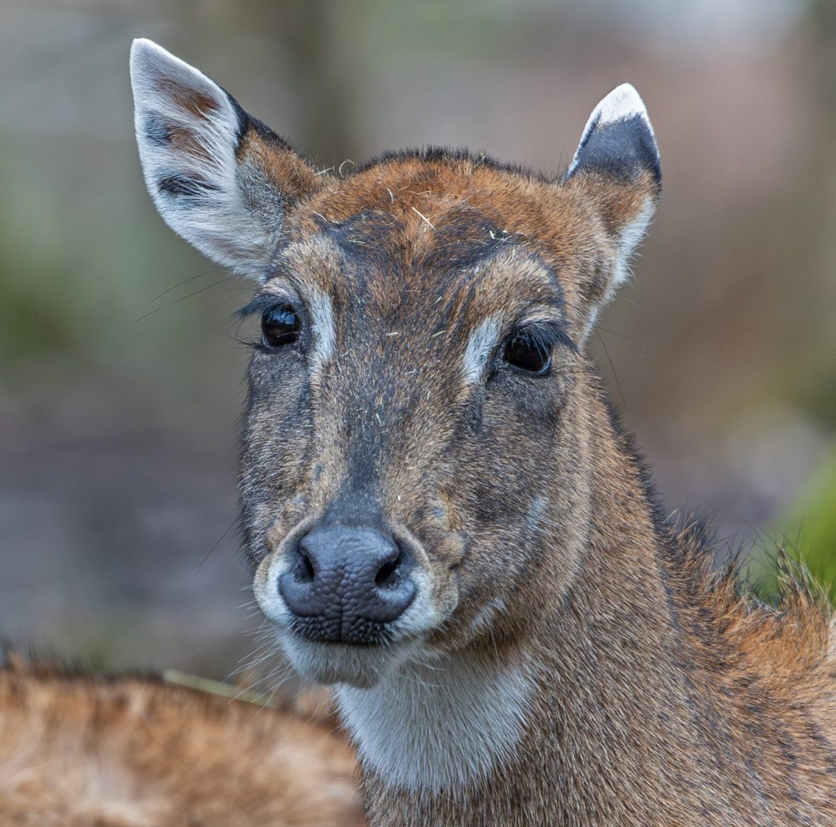 Nilgauantilope ©Tierpark Stadt Haag / Johann Schnell