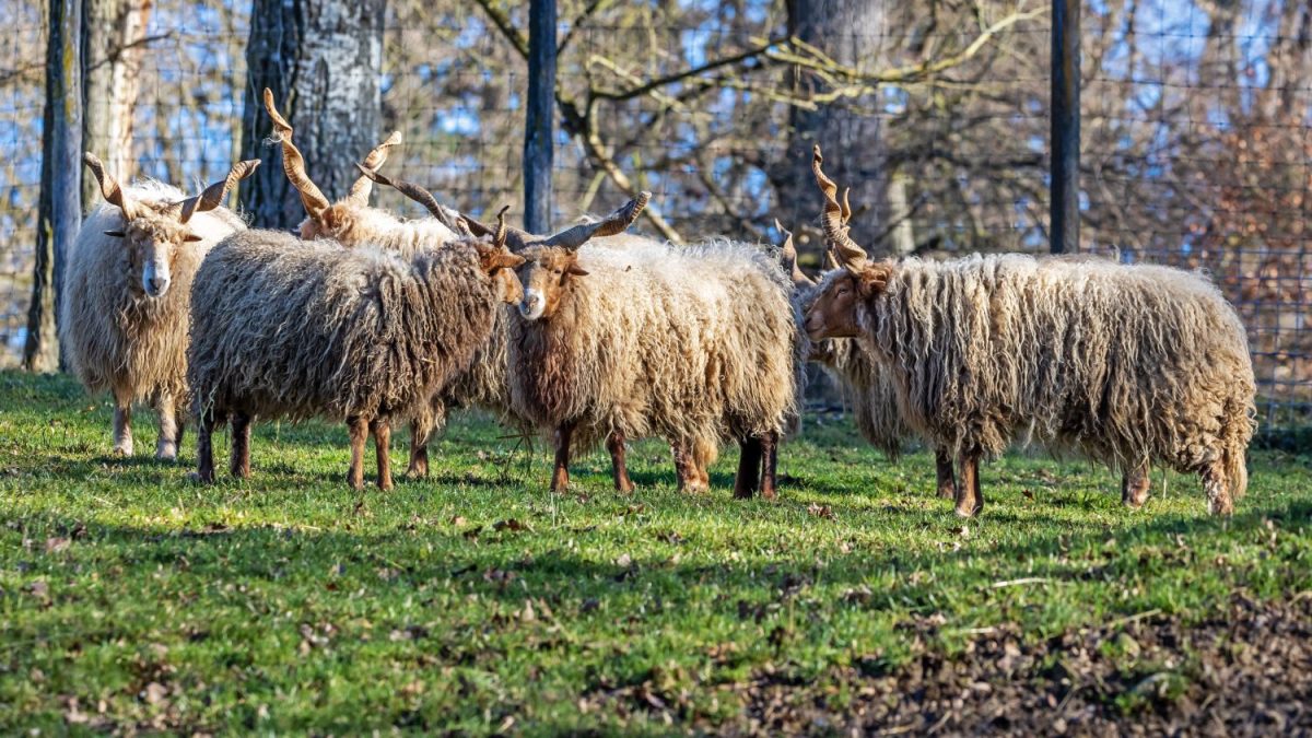 Zackelschaf ©Tierpark Stadt Haag / Johannes Schnell