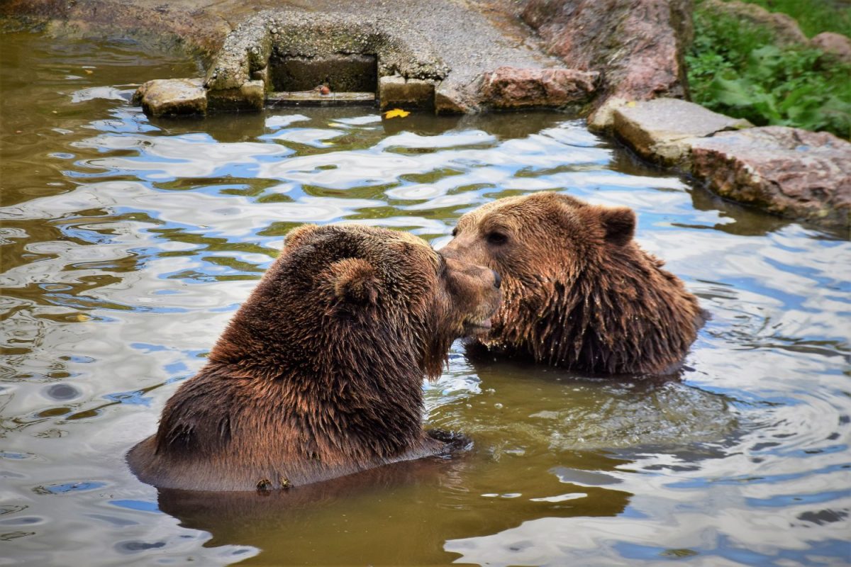 Braunbärenpaar Leo und Poldi