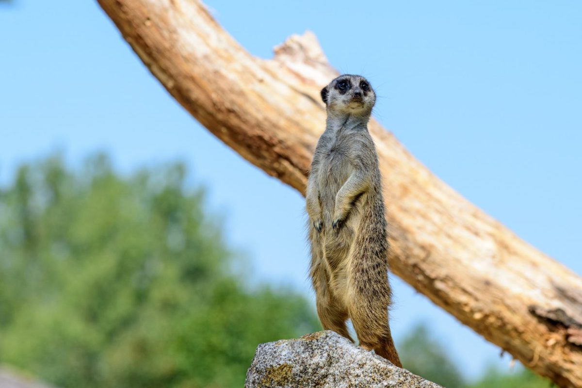 Erdmännchen ©Tierpark Stadt Haag / Johann Reichart