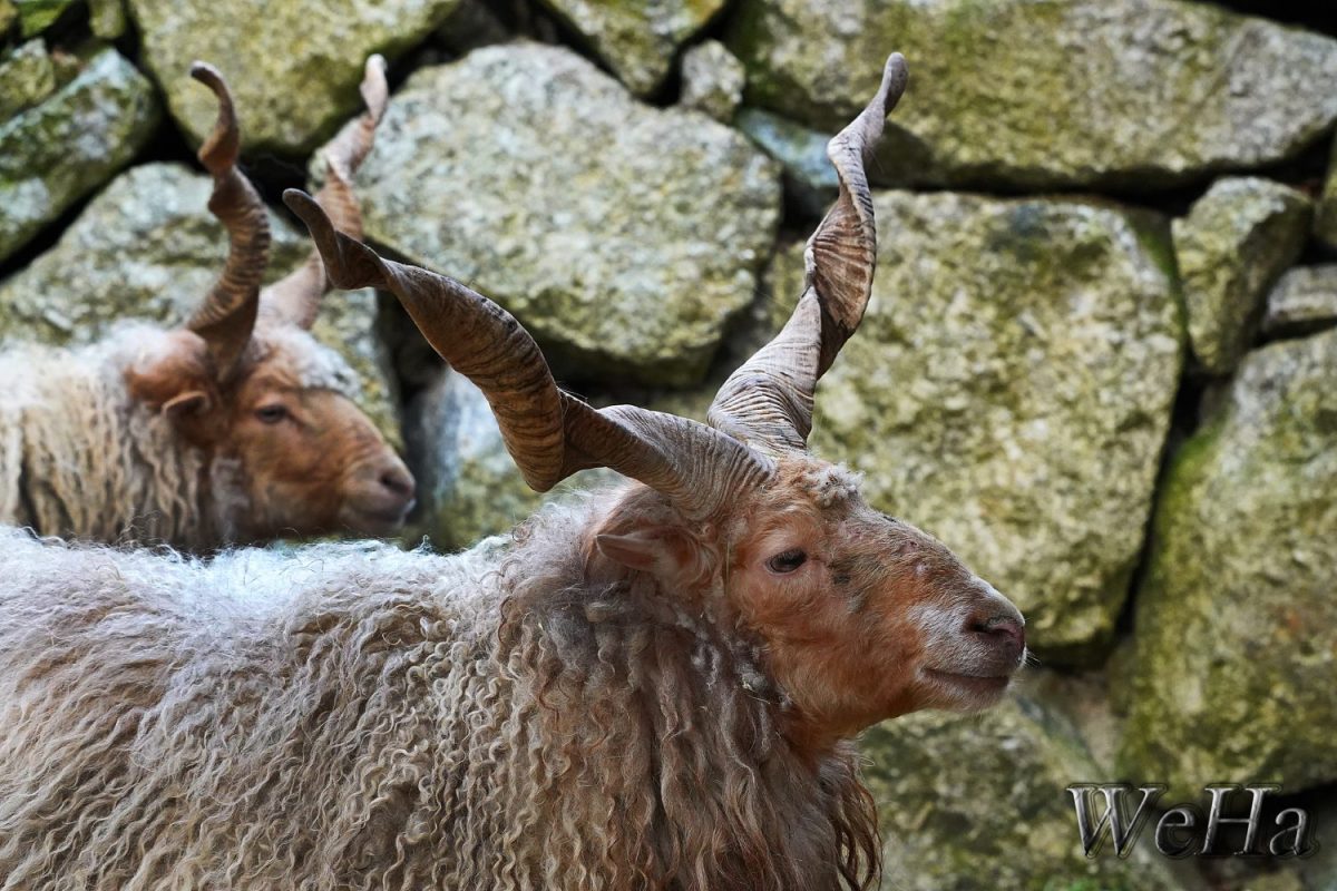 Zackelschaf © Tierpark Stadt Haag / Hannes Weinberger