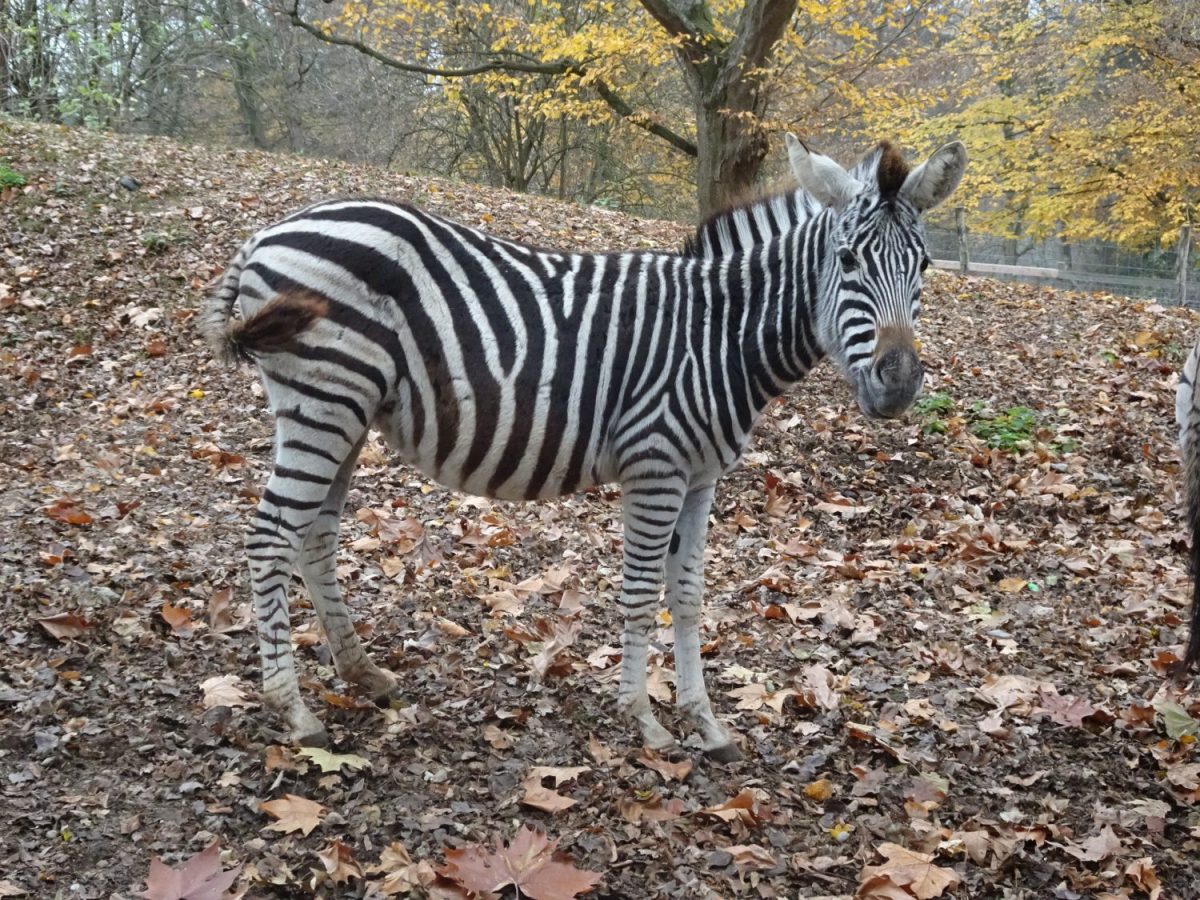 Tierpatenschaft Zebra Lilly