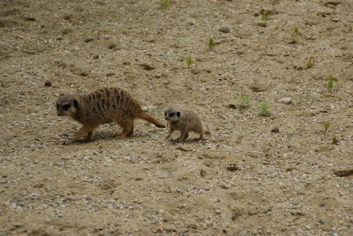 Erdmännchen Nachwuchs