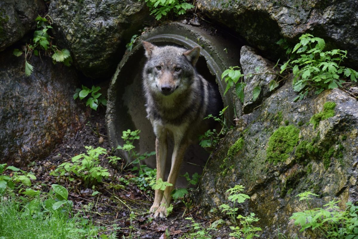 Europäischer Wolf © Tierpark Stadt Haag