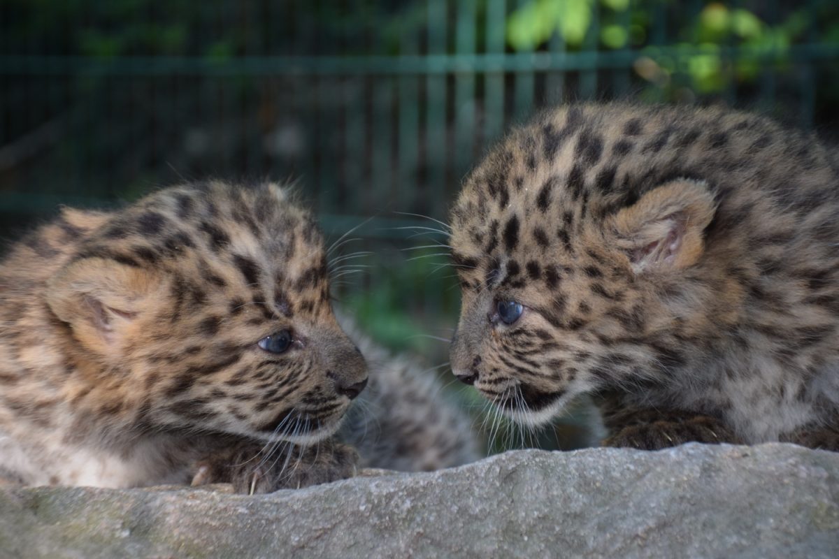 China-Leoparden-Nachwuchs