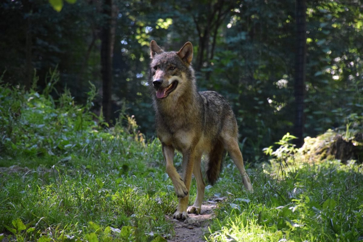 Tierpatenfeier Wölfin Nadie Nashoba