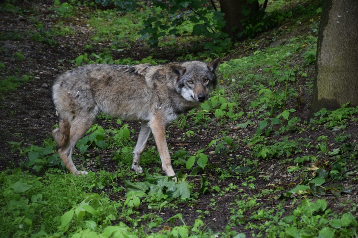 Patenschaft Wölfin Lakota