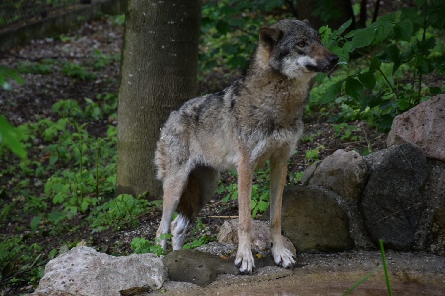 Europäischer Wolf