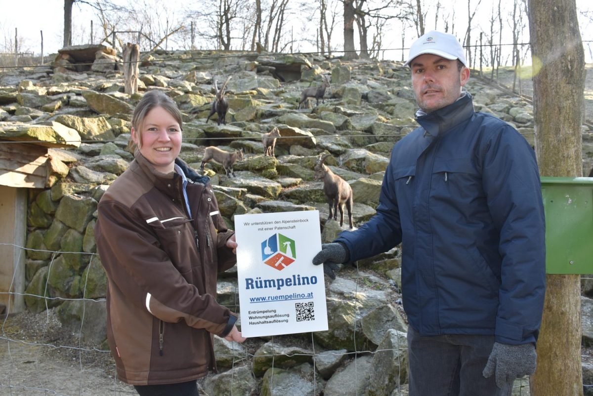 Rümpelino Firmenpatenschaft für Alpensteinbock © Tierpark Stadt Haag