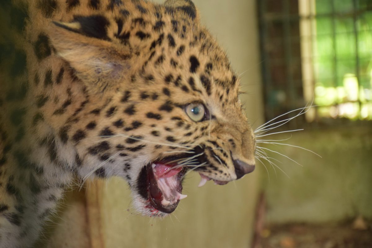 Namensgebung Leopard Amadou