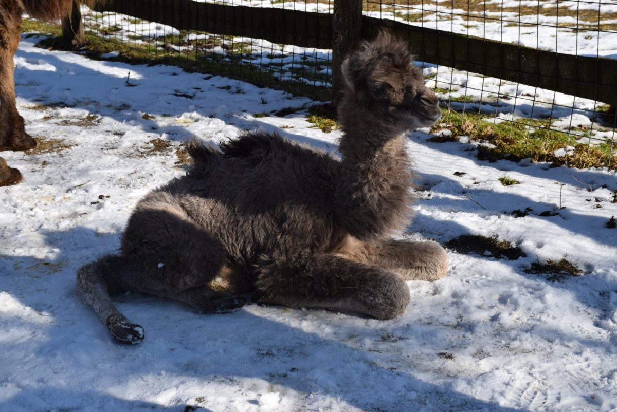 Trampeltier im Schnee