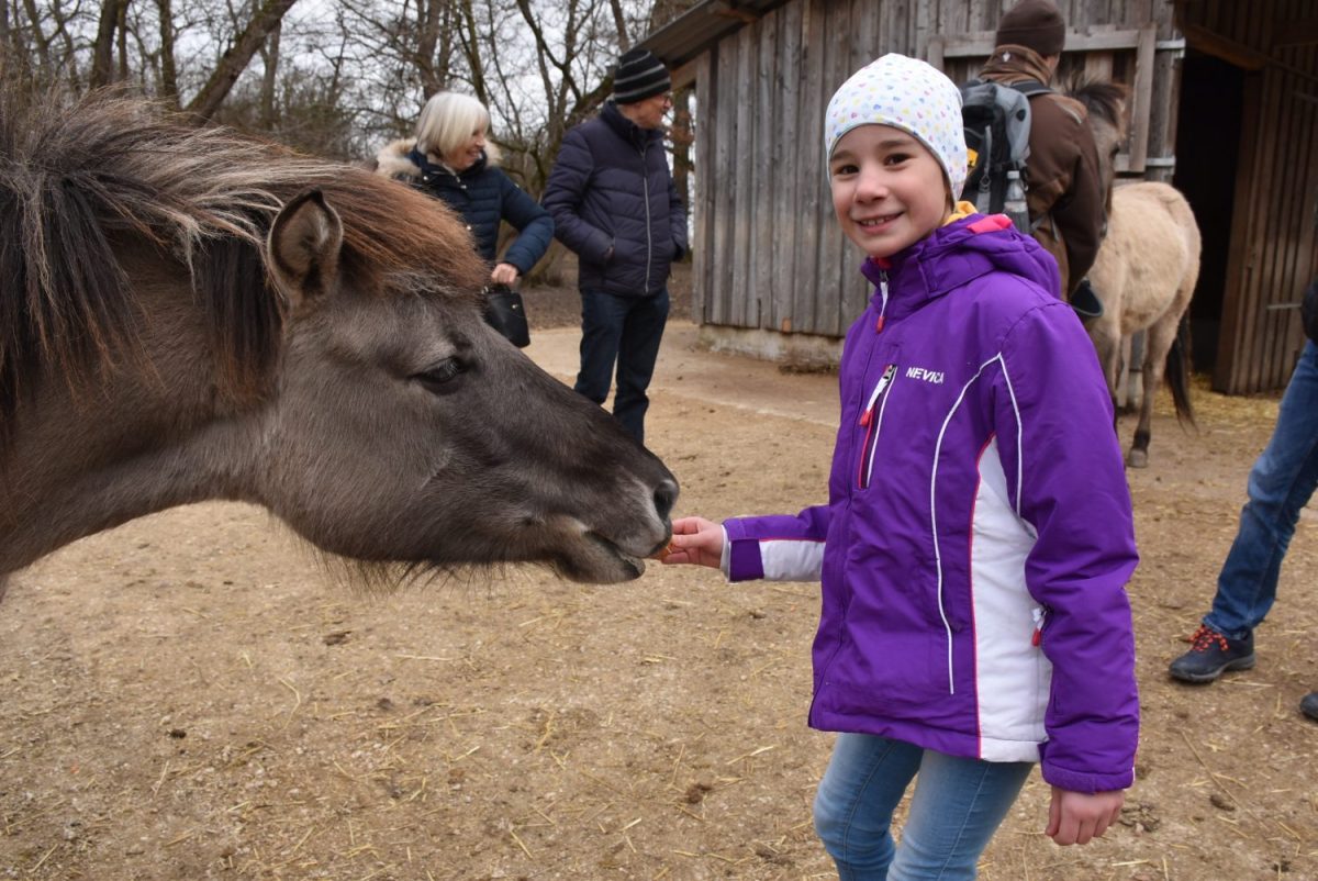 Tierpatenschaft für Tarpan Allegra