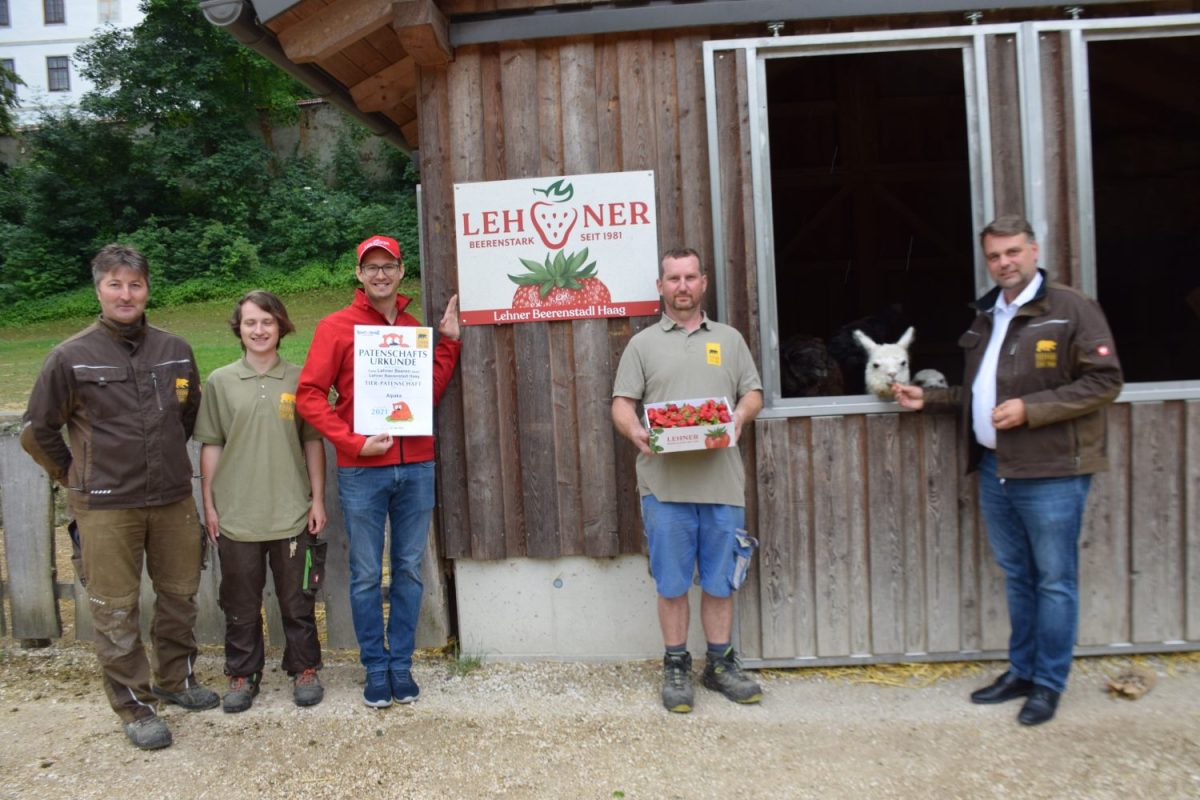 Alpaka - Firmenpatenschaft Beeren Lehner GmbH und Beerenstadl