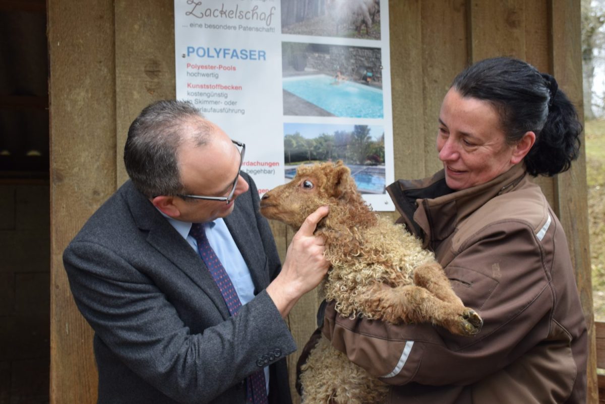 Tierpatenschaft Zackelschaf