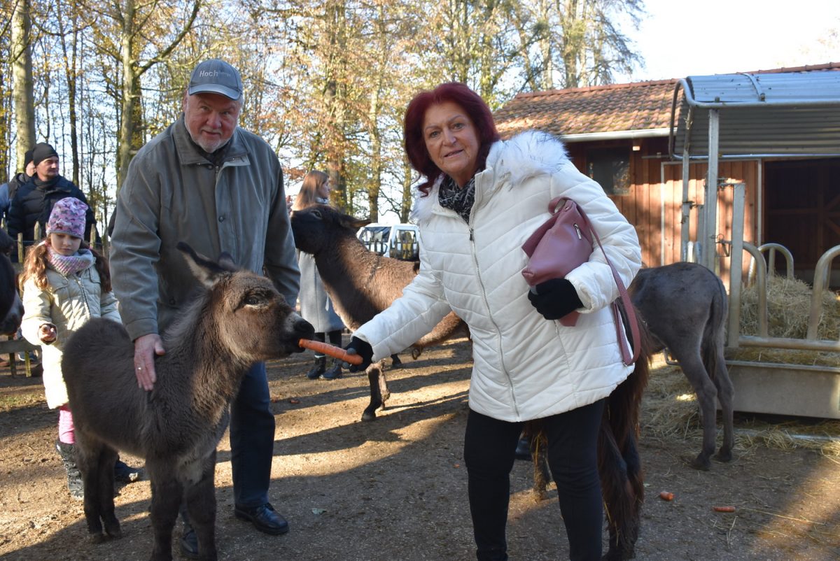 Tierpatenschaft Zwergesel 'Traudl'