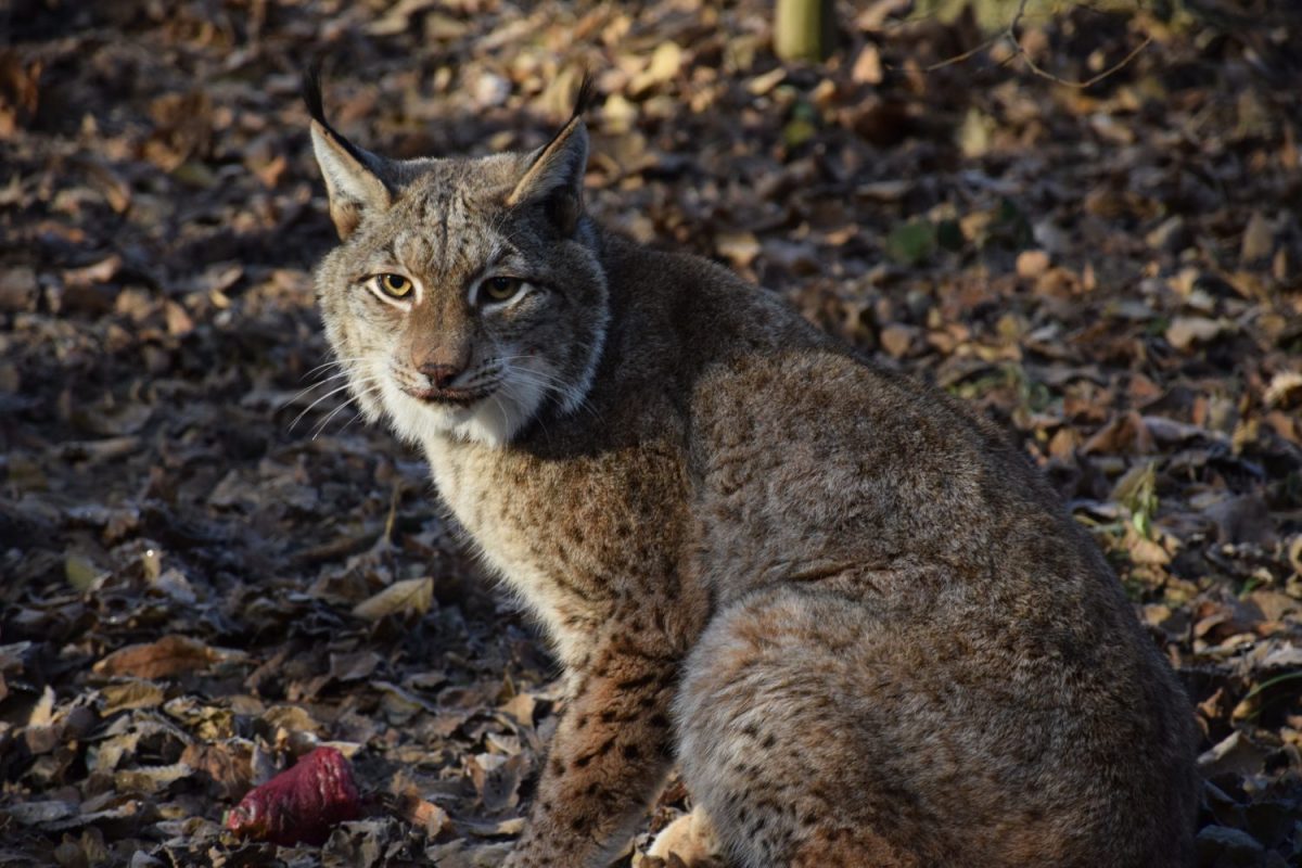 Patronanz Luchs Nayla