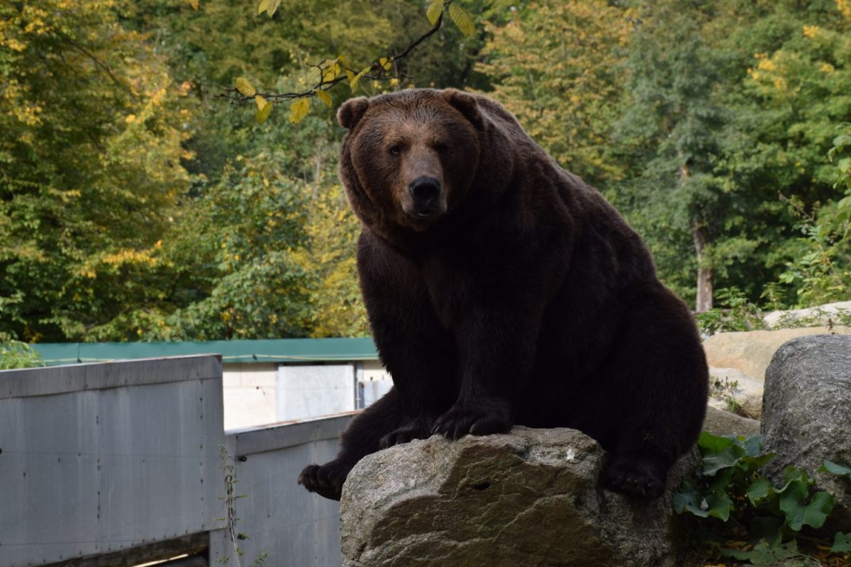 Patronanzfeier Braunbär Arkas