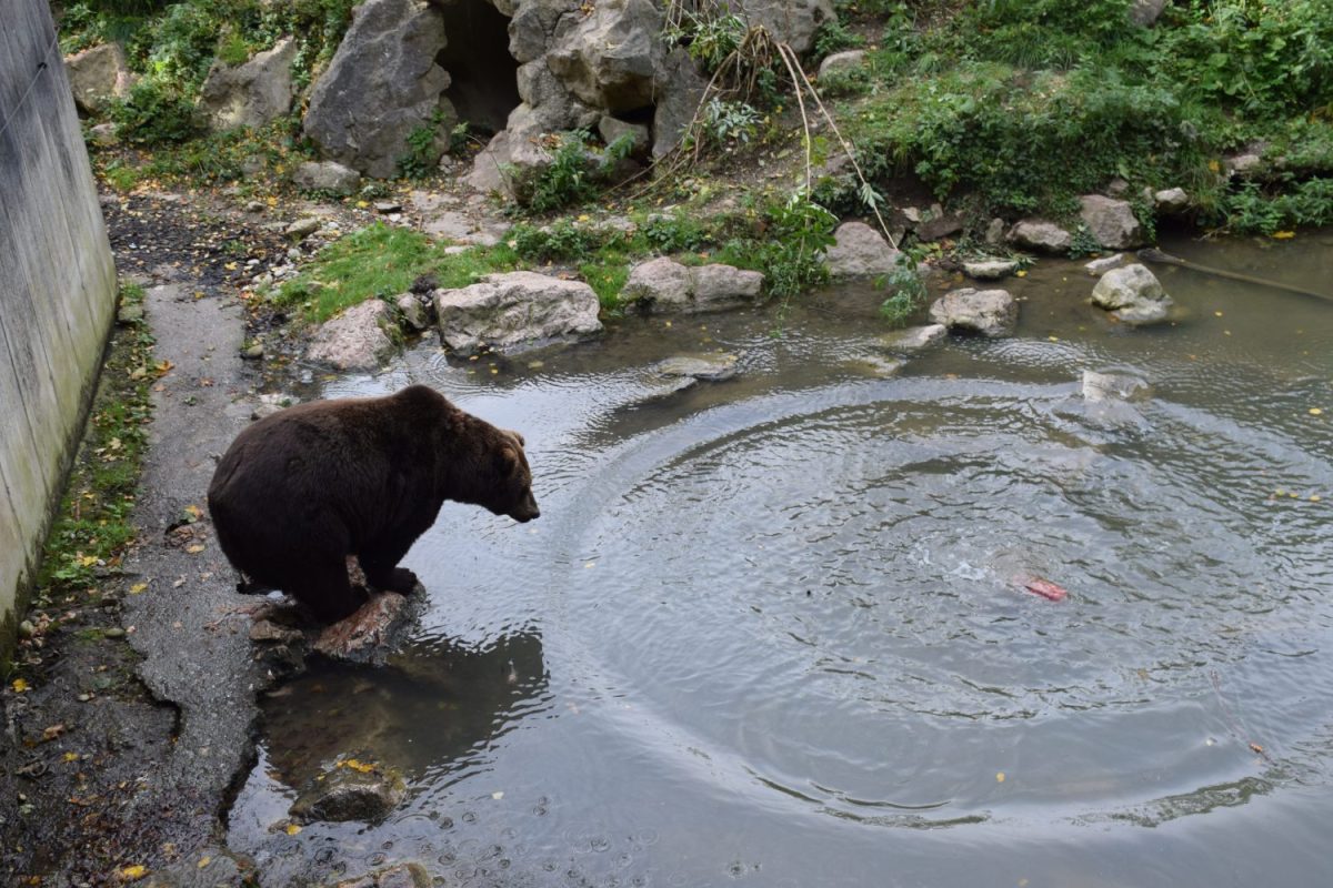 Patronanzfeier Braunbär Arkas