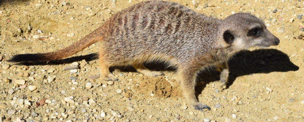 Namensgebung für Erdmännchen Jamaal