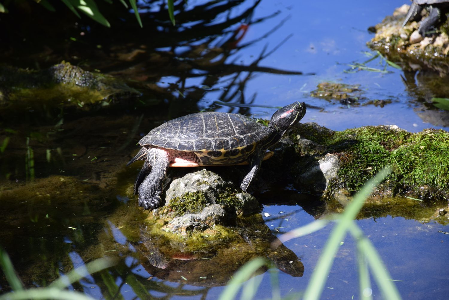 Rotwangen-Schmuckschildkröte