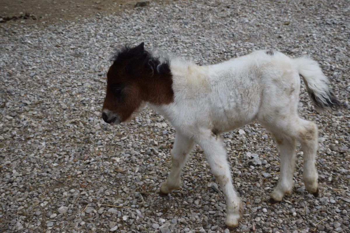 Shetlandpony