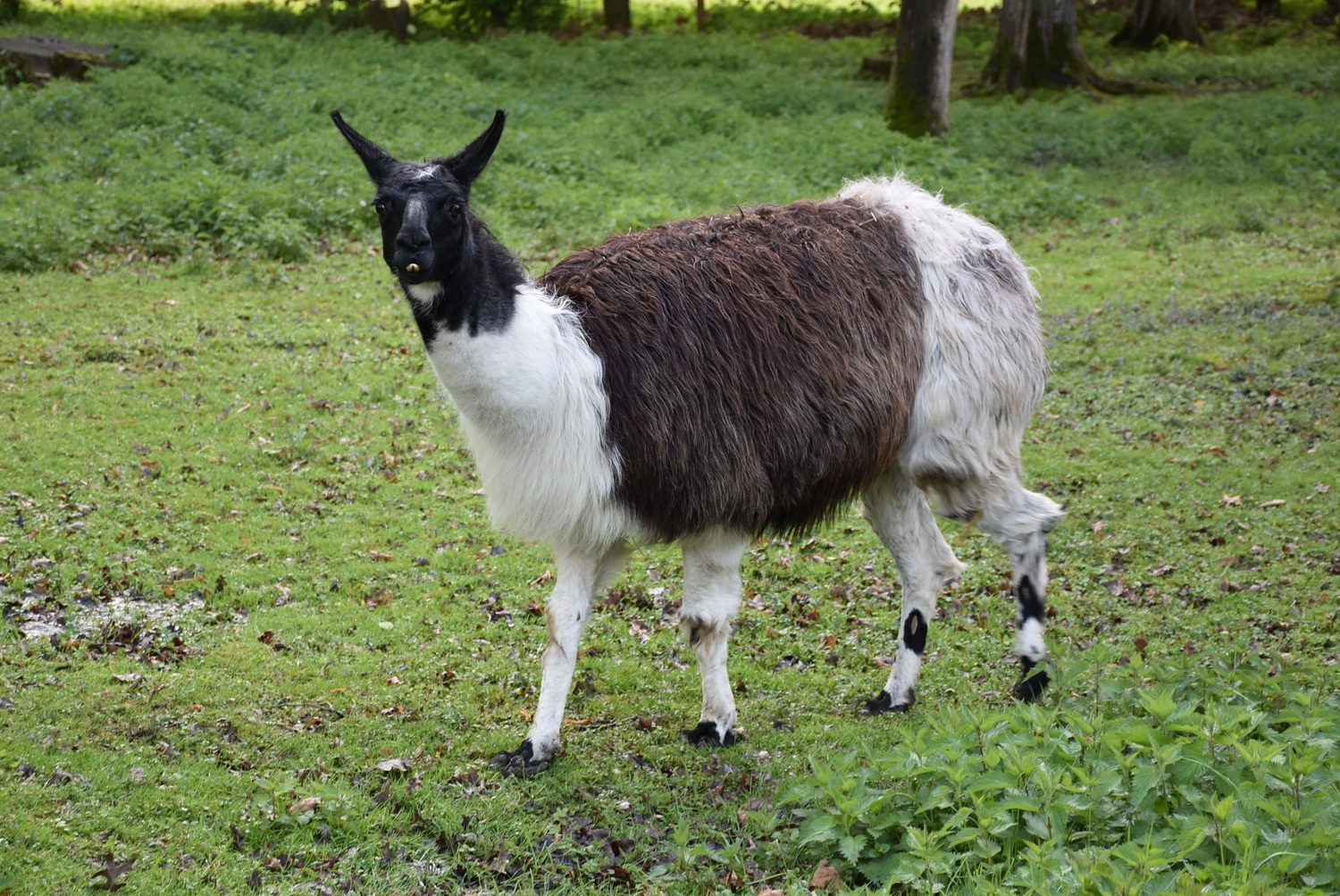 Lama ©Tierpark Stadt Haag/Herbert Stoschek