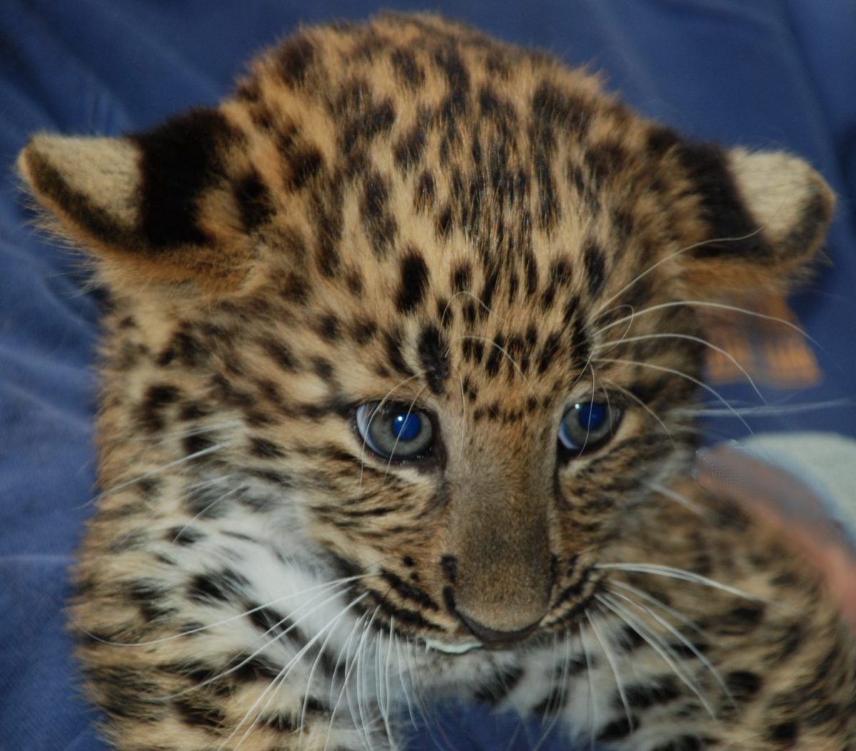 Tierpatenschaft Leopard SKAFTI