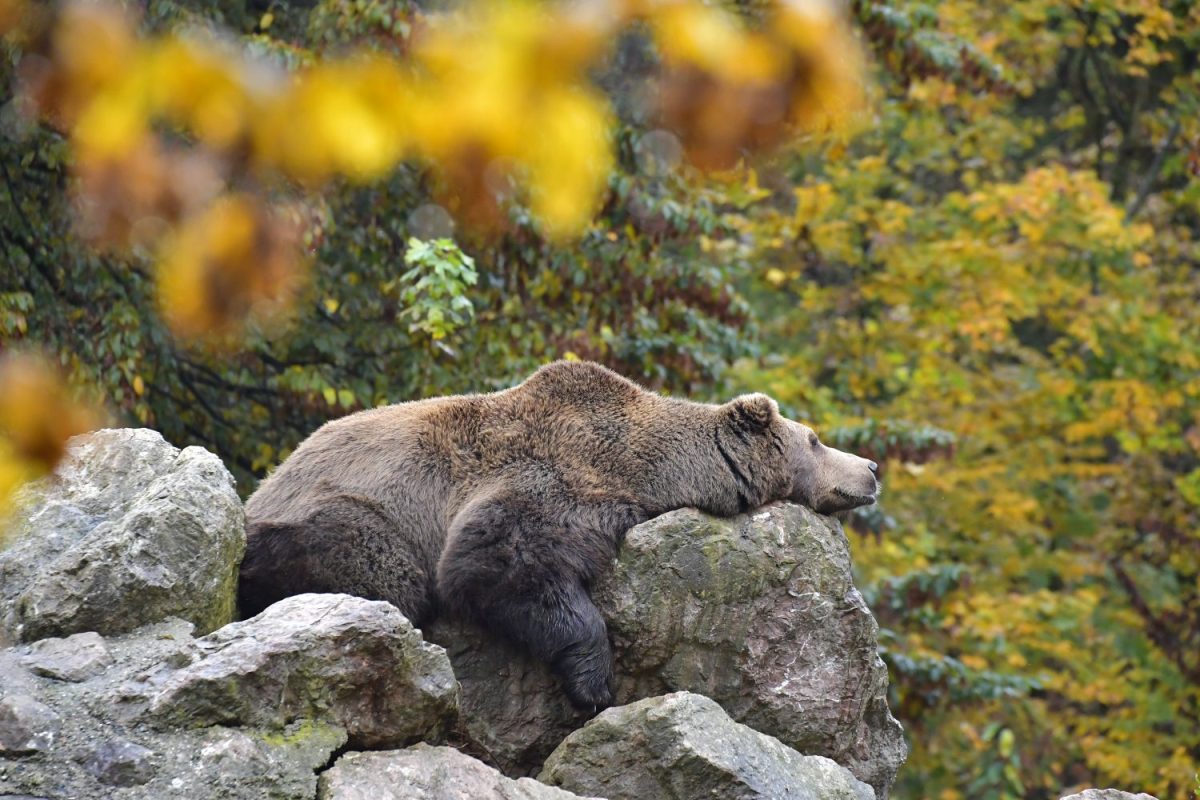 Braunbär