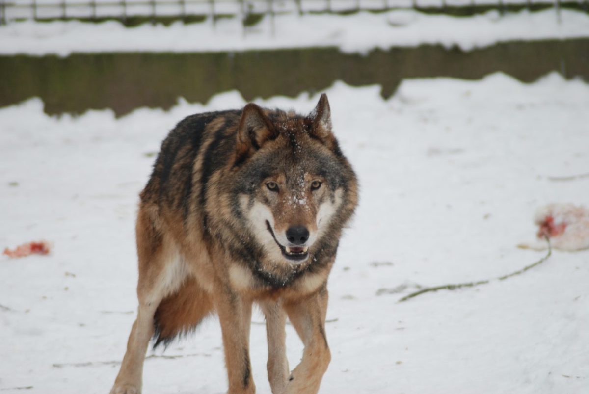 Tierpatenschaft Wolf Hagen