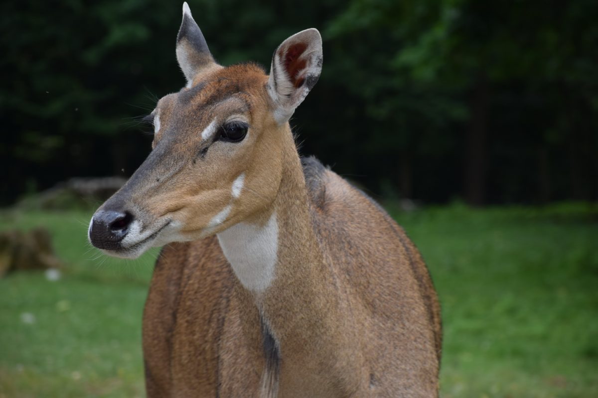 Tierpatenschaft Nilgau-Antilope Scarlett