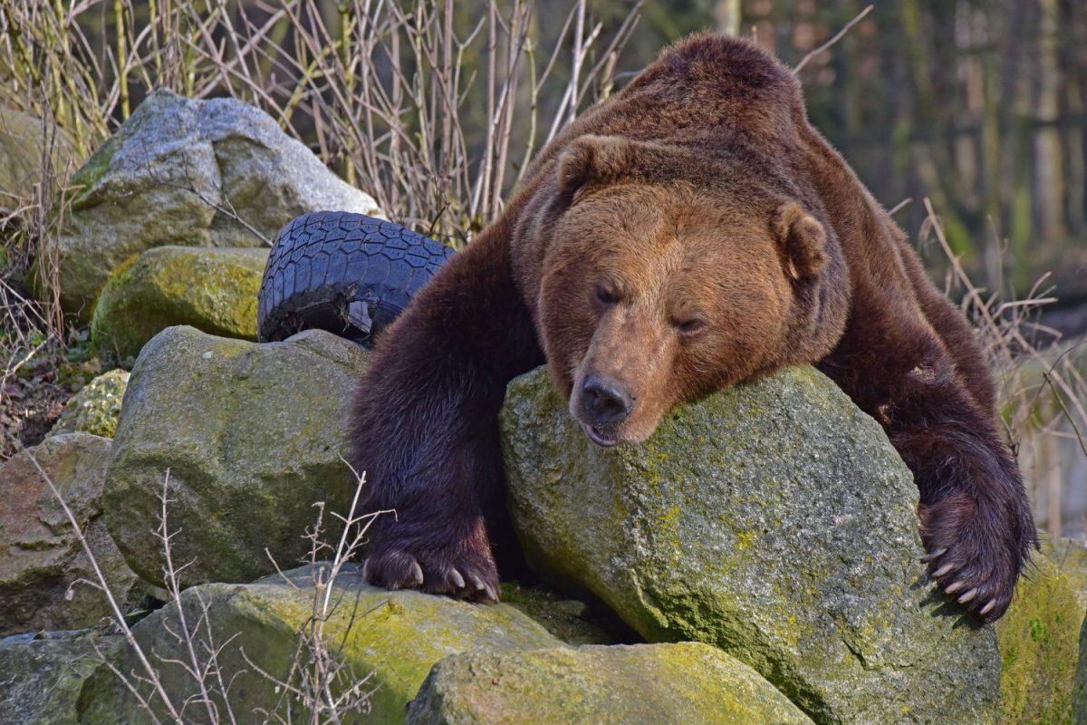 Braunbär