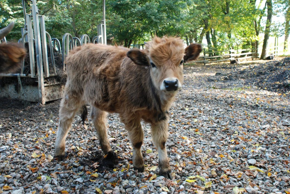 Tierpatenschaft Auerochse Akira