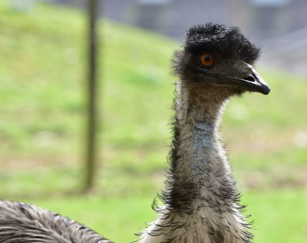 Emu