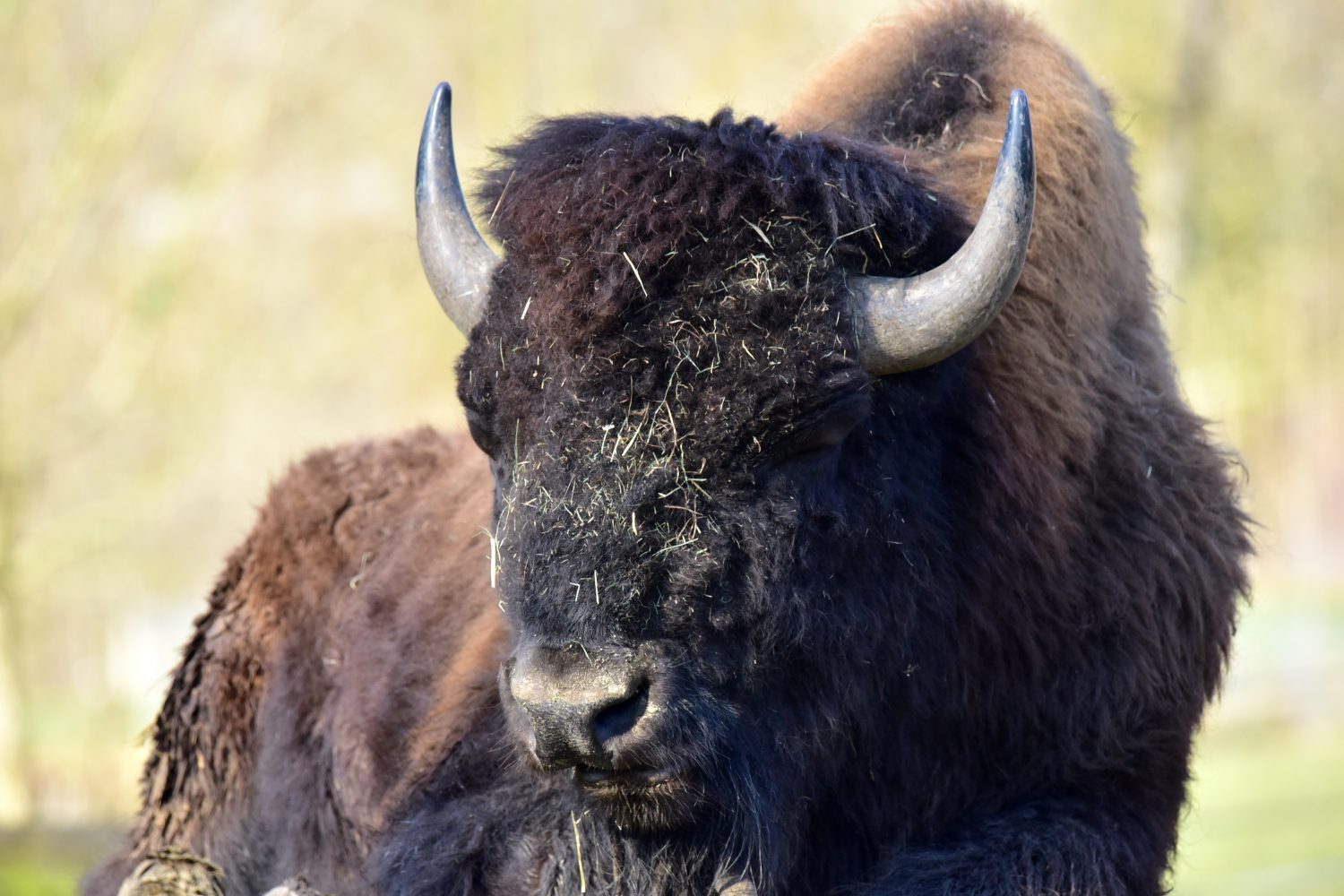 Bison