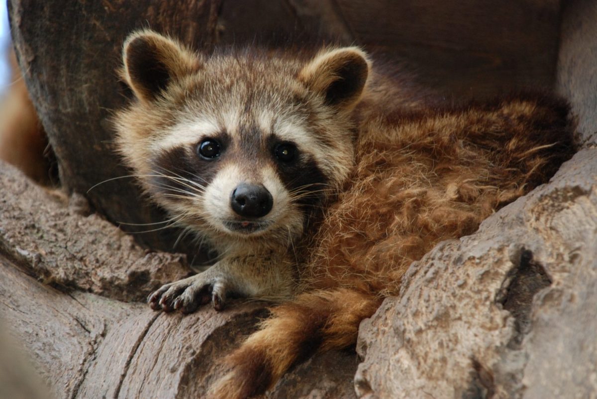 Tierpatenschaft Waschbär Emil