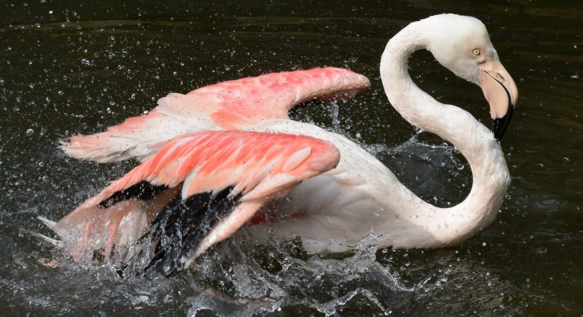 DSC_2259_Flamingo