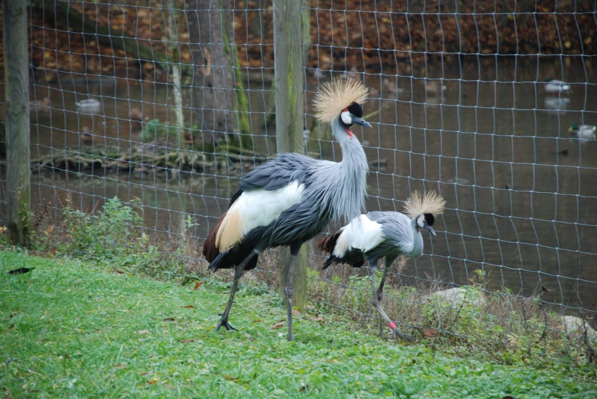 Tierpatenschaft Kronenkranich Silberstern