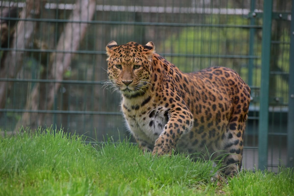 DSC_3012_Leopard