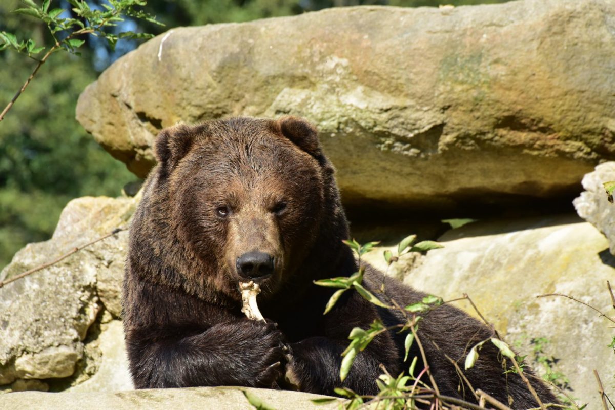 DSC_3070-braunbär_a