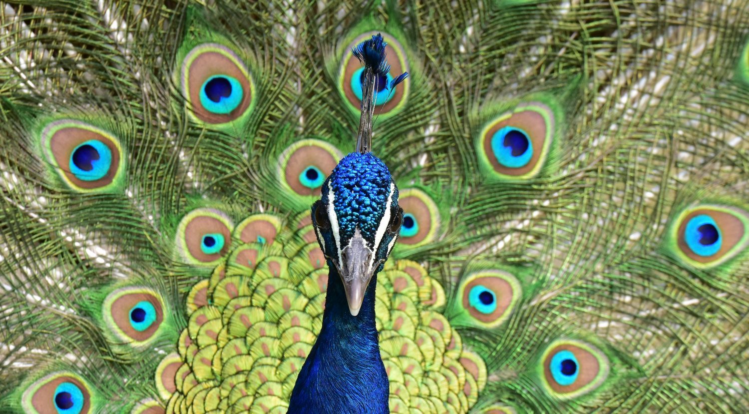 Pfau