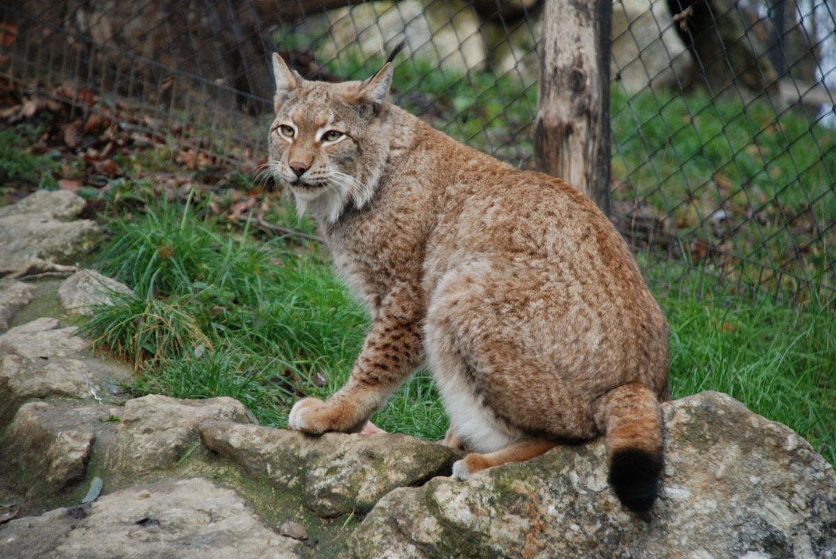 Tierpatenfeier Luchs Szörös