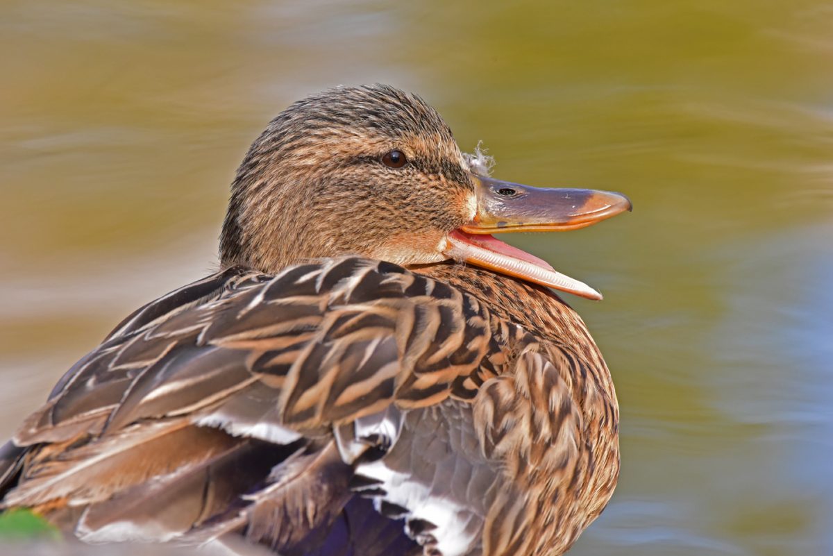 Ente gähnt