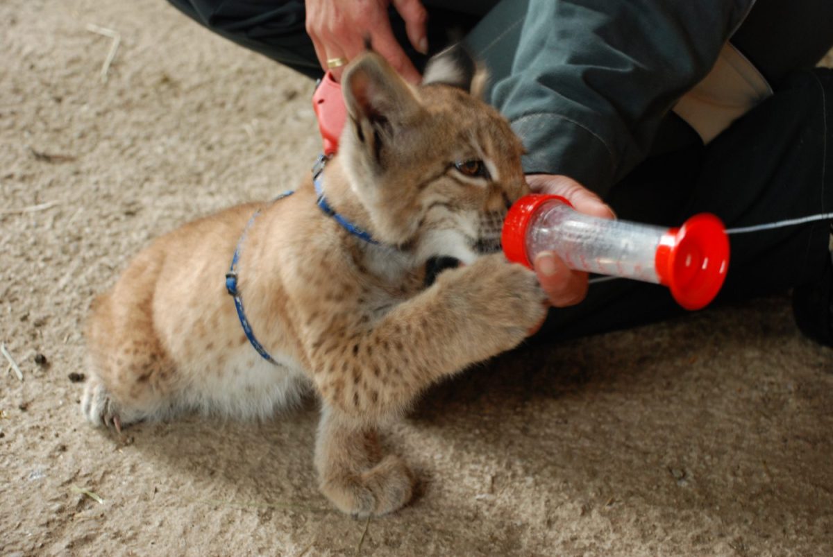 Namensgebung Luchs Sammy