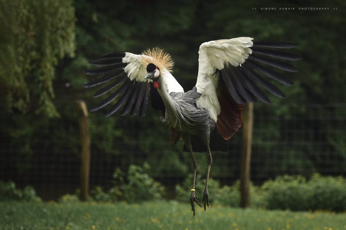 Kronenkranich ©Simone Aumair Photography